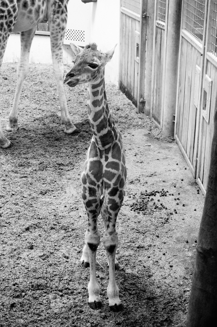 Hello little Giraffe