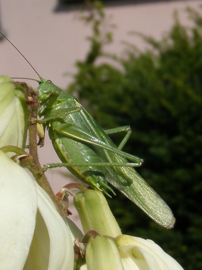 Hello little green chap...