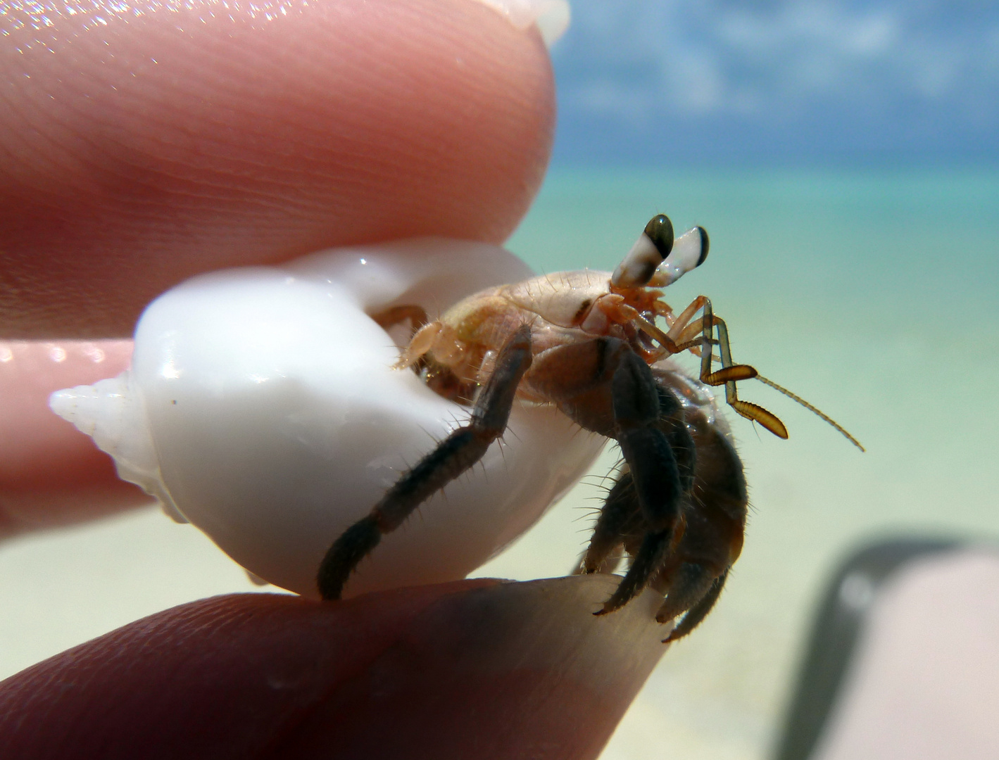 Hello Little Hermit Crab