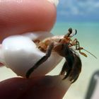 Hello Little Hermit Crab