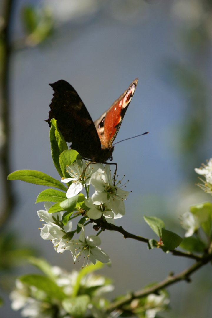 Hello Mr. Butterfly