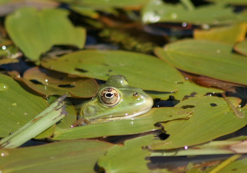 Hello Mr. Frog