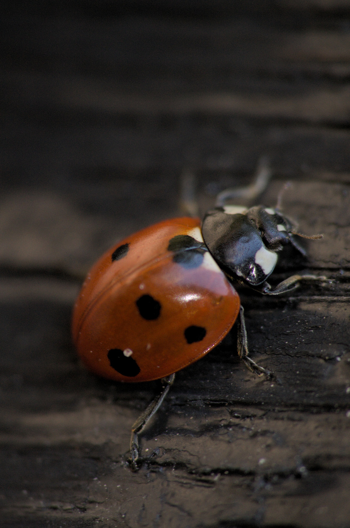 Hello Mr. Ladybug