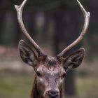 Hello my Deer
