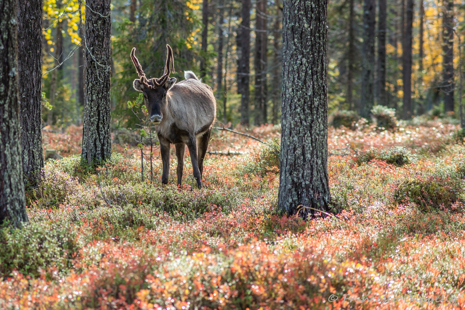hello stranger Foto & Bild europe, scandinavia, tiere Bilder auf