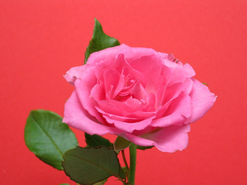 Hellpink Rose