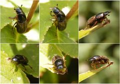 Hellrandiger Dungkäfer (Aphodius prodromus)