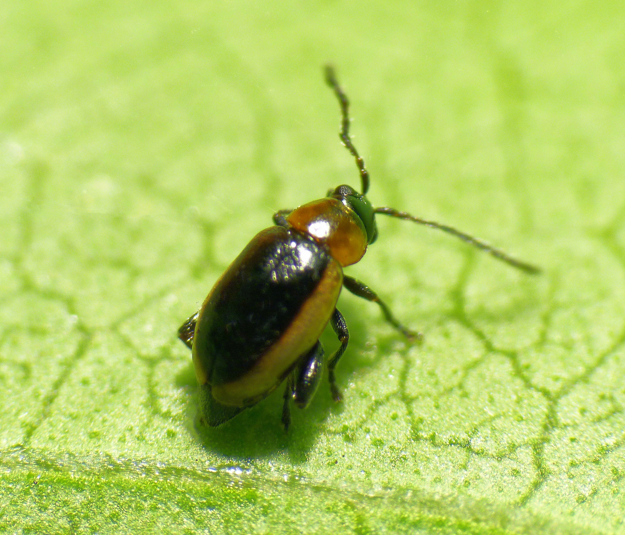 Hellrandiger Langfuß-Erdfloh (Longitarsus dorsalis)