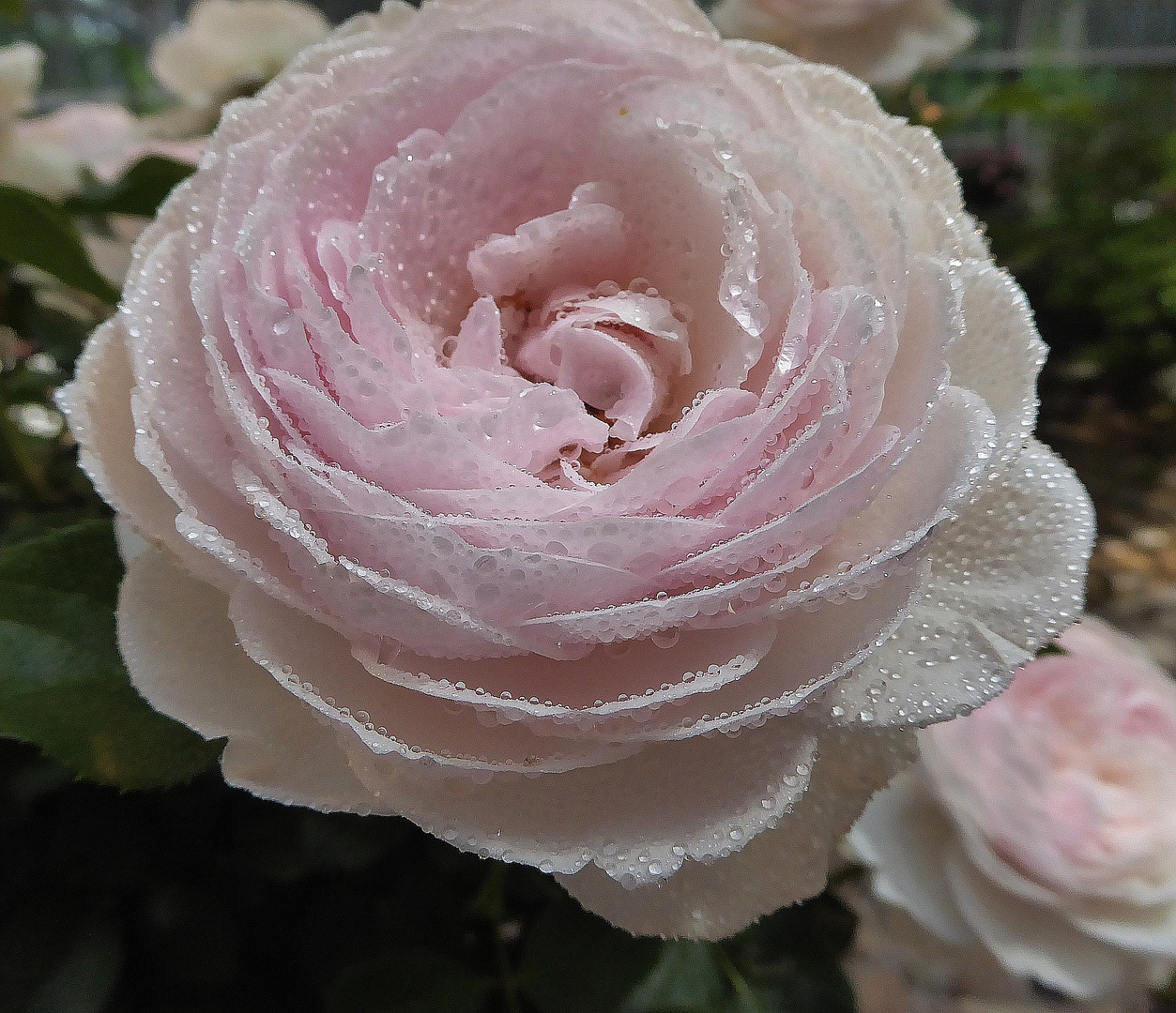 hellrosa Rosenblüte mit Tropfen