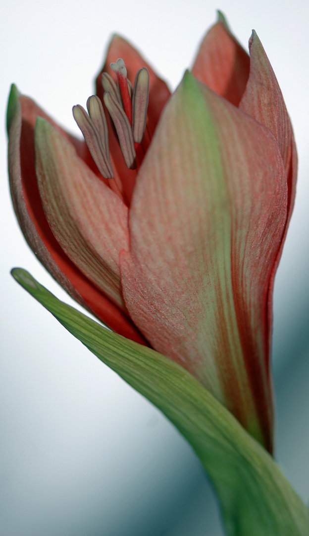 Hellrote Amaryllis