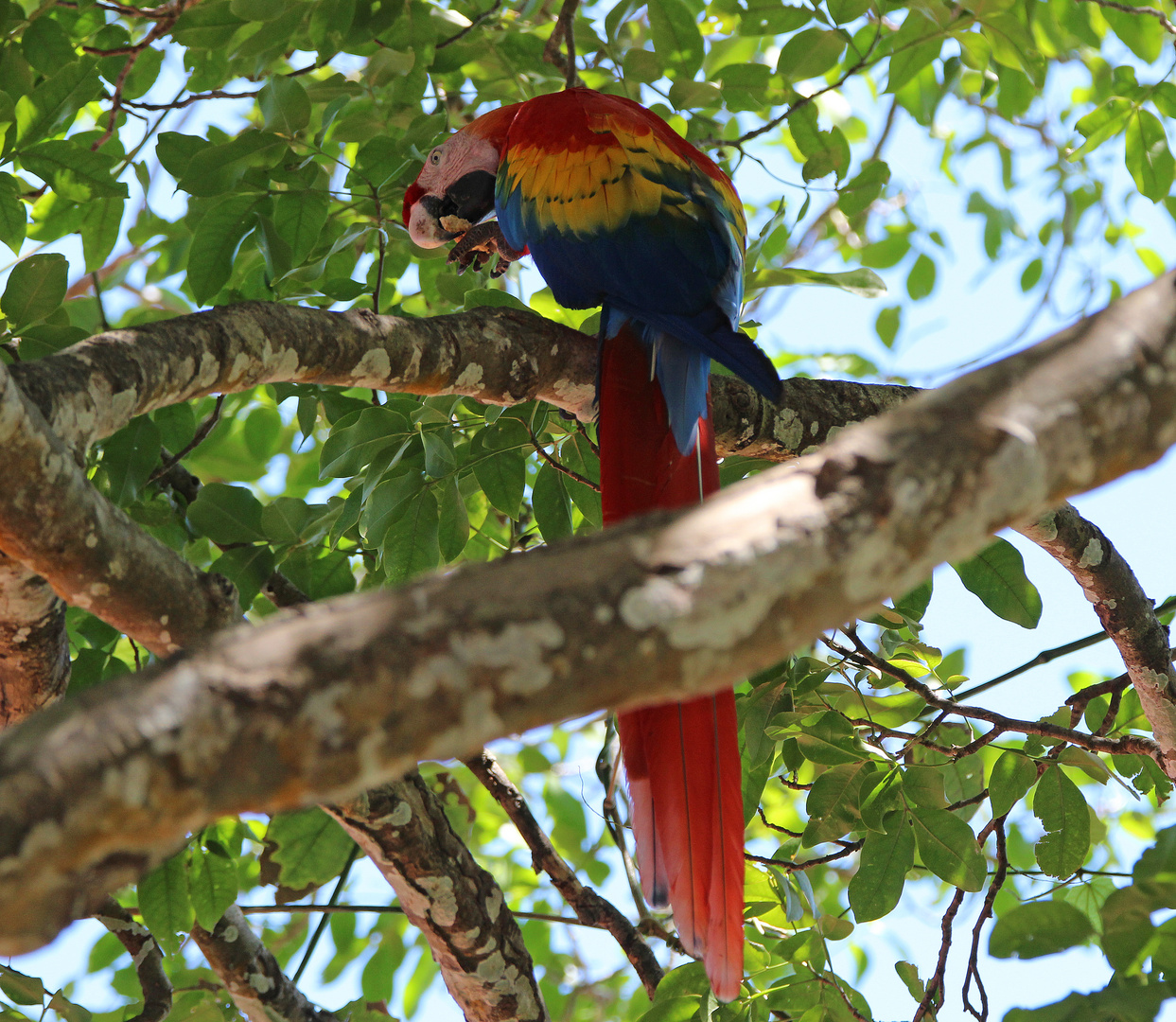 Hellrote Ara in Costa Rica