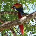 Hellrote Ara in Costa Rica