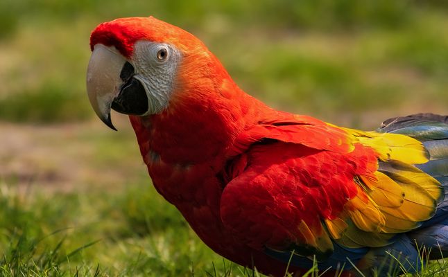 Heide Bilder & Fotos