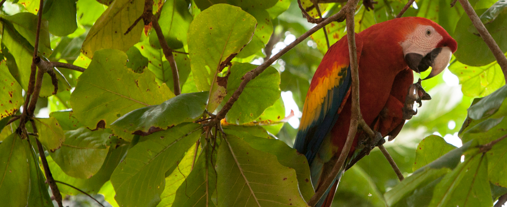 Hellroter Ara (Ara macao) - Costa Rica