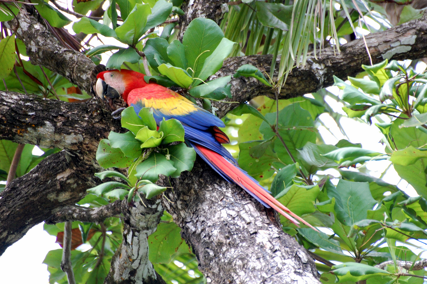 Hellroter Ara - Corcovado Nationalpark - Costa Rica