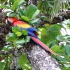 Hellroter Ara - Corcovado Nationalpark - Costa Rica