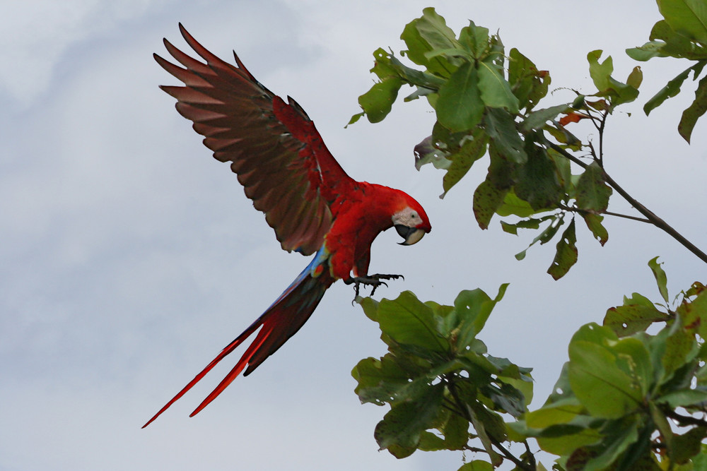 Hellroter Ara im Anflug