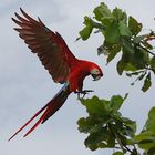 Hellroter Ara im Anflug