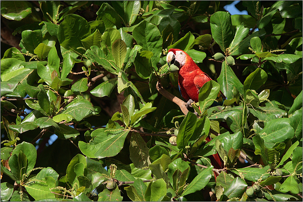 hellroter ara / scarlet macaw / ara macao (84 cm)