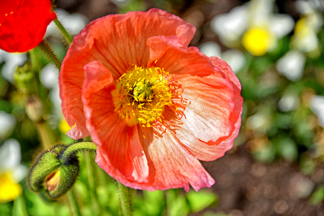 ... hellroter mohn ...