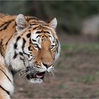 Hellwach beobachtet er die zahlreichen Besucher und Fotografen.....