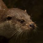 Hellwach, der Otter