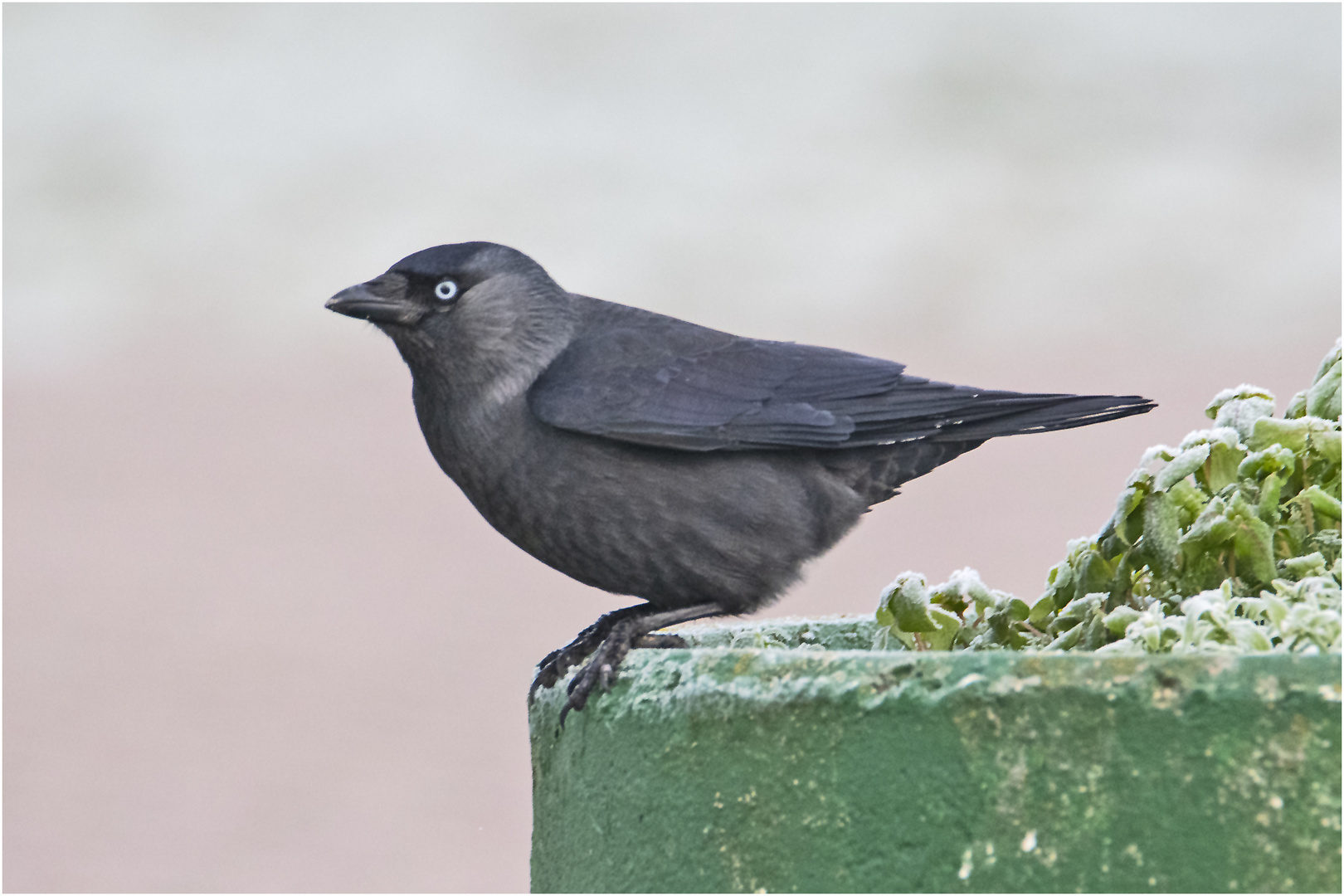 Hellwachh beobachtete die Dohle  (Corvus monedula) . . .