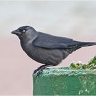 Hellwachh beobachtete die Dohle  (Corvus monedula) . . .