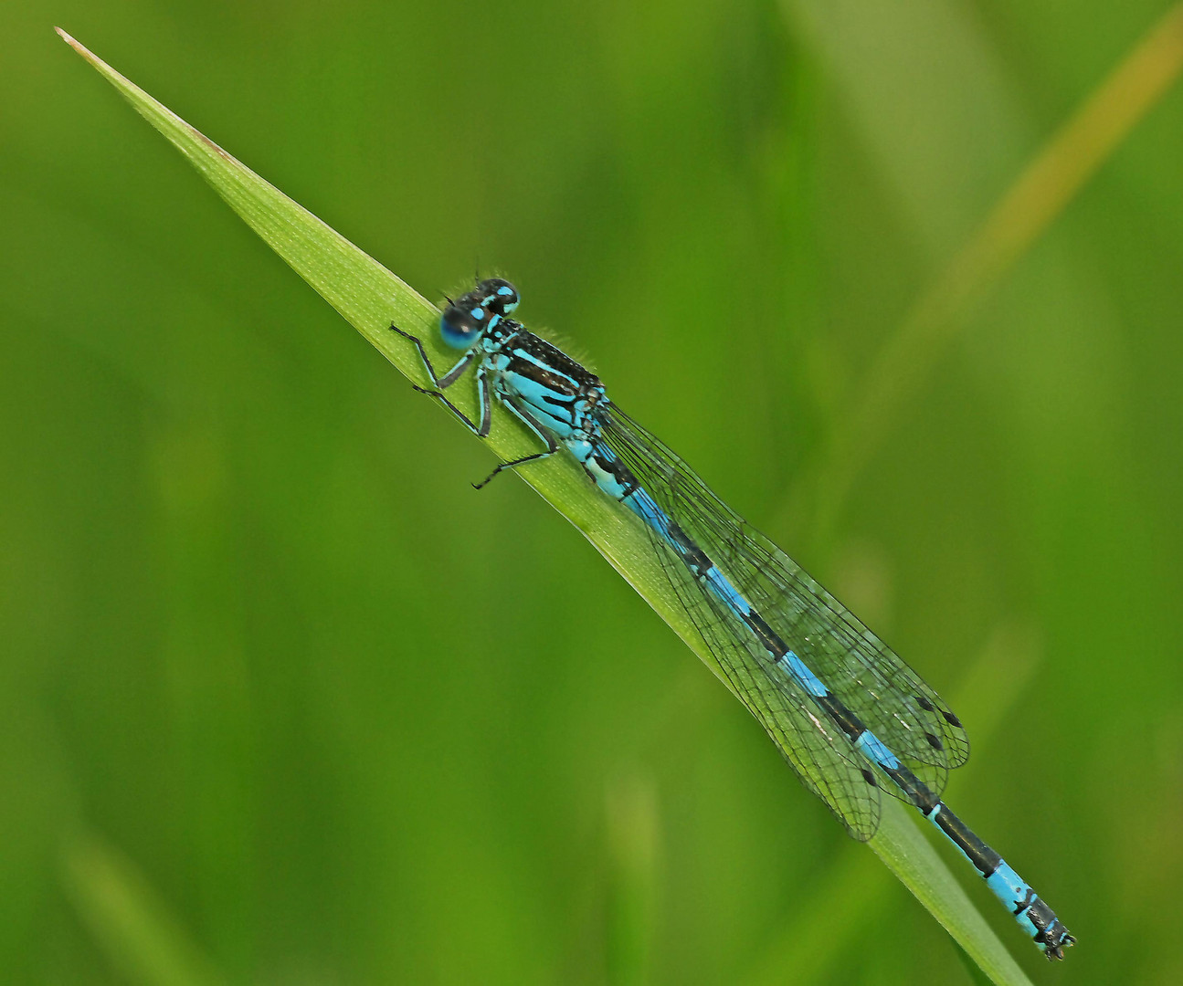 Helm-Azurjunfer - Coenagrion mercuriale