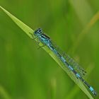 Helm-Azurjunfer - Coenagrion mercuriale