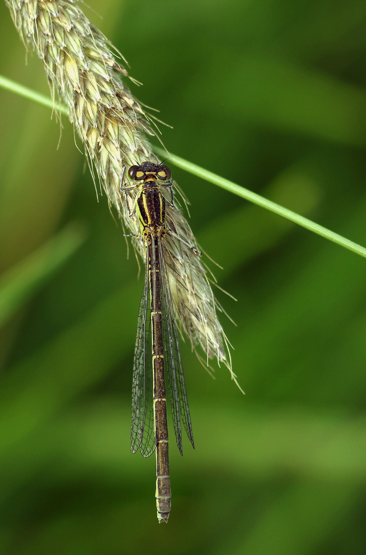 Helm-Azurjunfer - Weibchen Coenagrion mercuriale