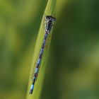 Helm-Azurjungfer (Coenagrion mercuriale)