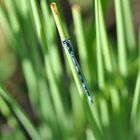 Helm-Azurjungfer Coenagrion mercuriale