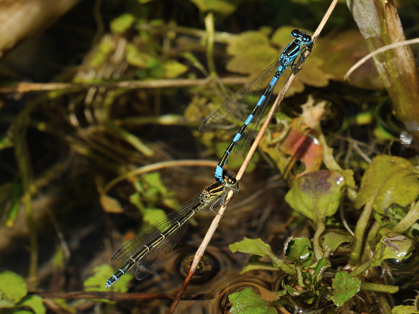 Helm Azurjungfer (Coenagrion mercuriale) 43-2016 DSC_1825-1