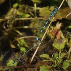 Helm Azurjungfer (Coenagrion mercuriale) 43-2016 DSC_1825-1