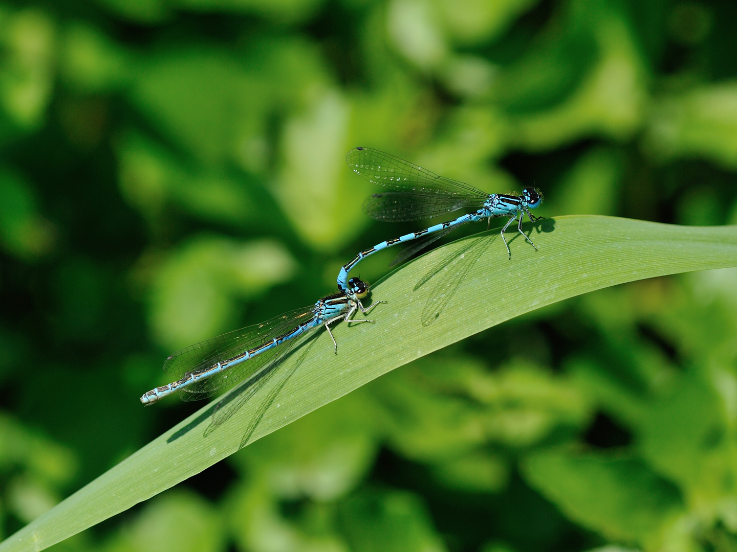 Helm Azurjungfer (Coenagrion mercuriale) 44-2016 DSC_1941-1