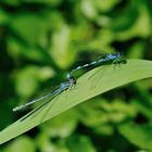 Helm Azurjungfer (Coenagrion mercuriale) 44-2016 DSC_1941-1