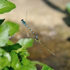 Helm Azurjungfer (Coenagrion mercuriale) 45-2016 DSC_1983-1