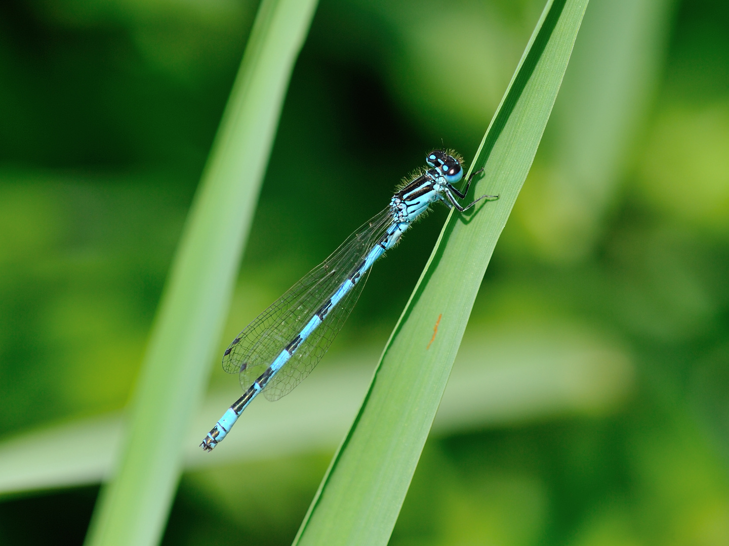 Helm Azurjungfer (Coenagrion mercuriale) 46-2016 DSC_1990-1