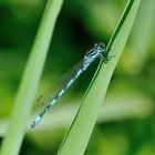 Helm Azurjungfer (Coenagrion mercuriale) 46-2016 DSC_1990-1