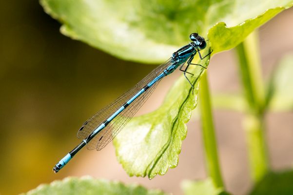 Helm-Azurjungfer (Coenagrion mercuriale)