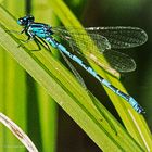 Helm-Azurjungfer (Coenagrion mercuriale) Männchen