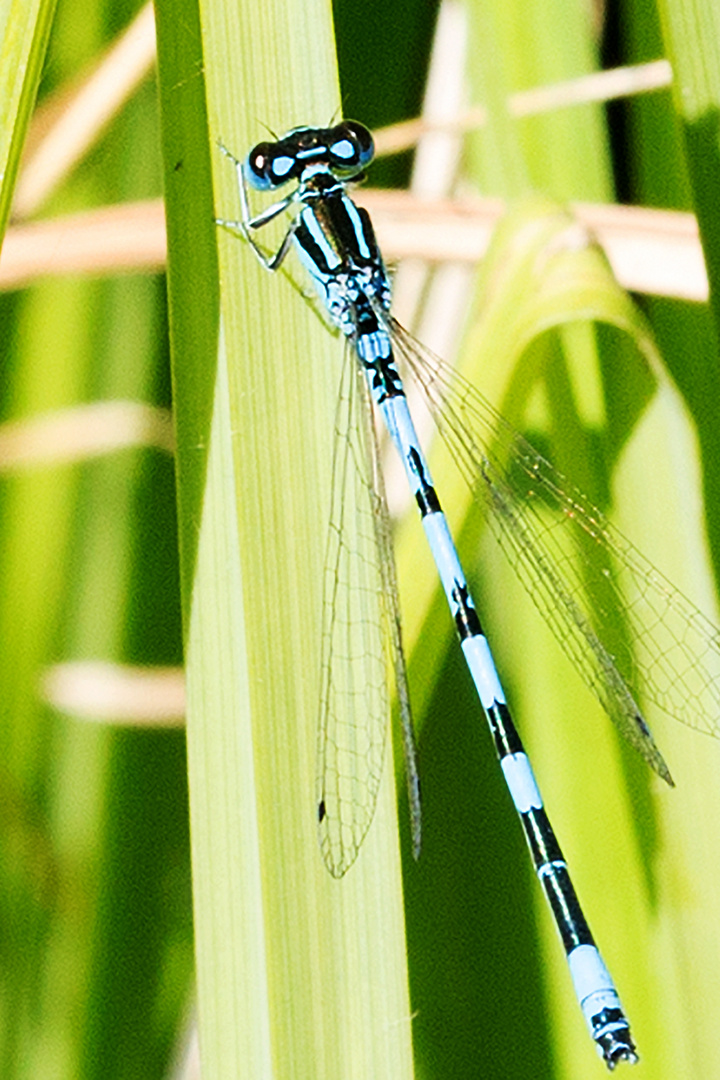 Helm-Azurjungfer (Coenagrion mercuriale), Männchen