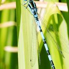 Helm-Azurjungfer (Coenagrion mercuriale), Männchen