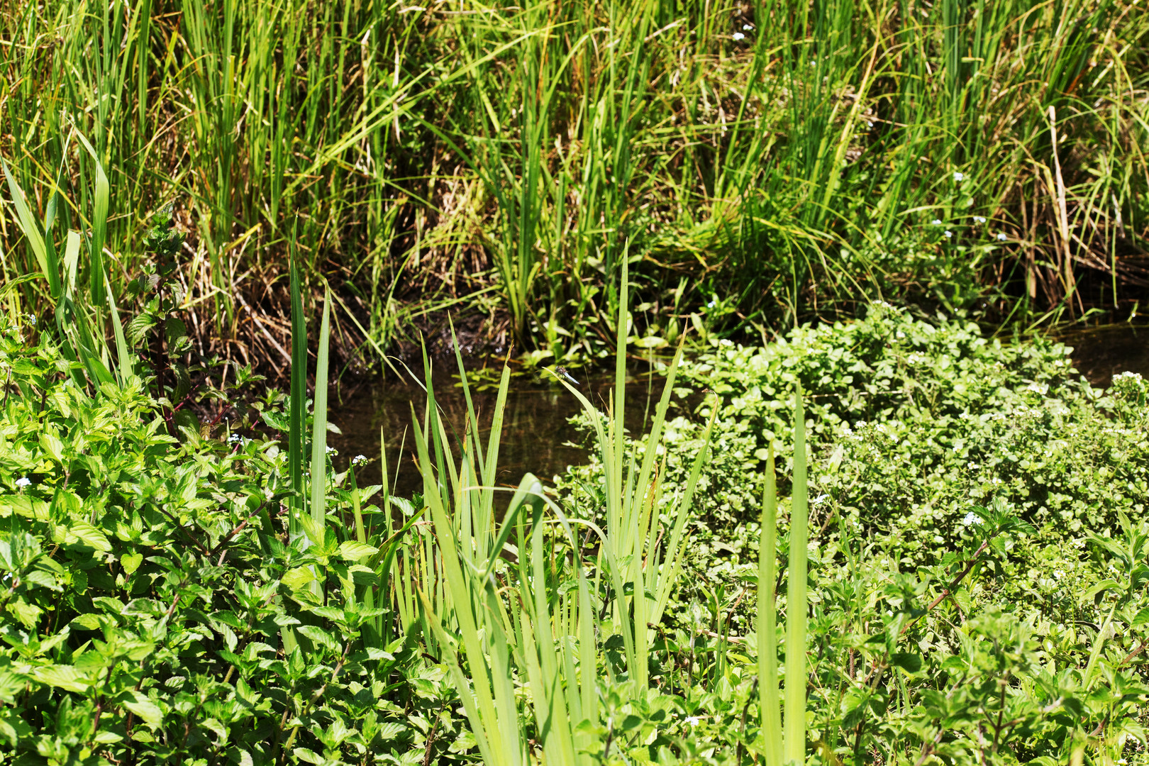 Helm-Azurjungfer, Habitat