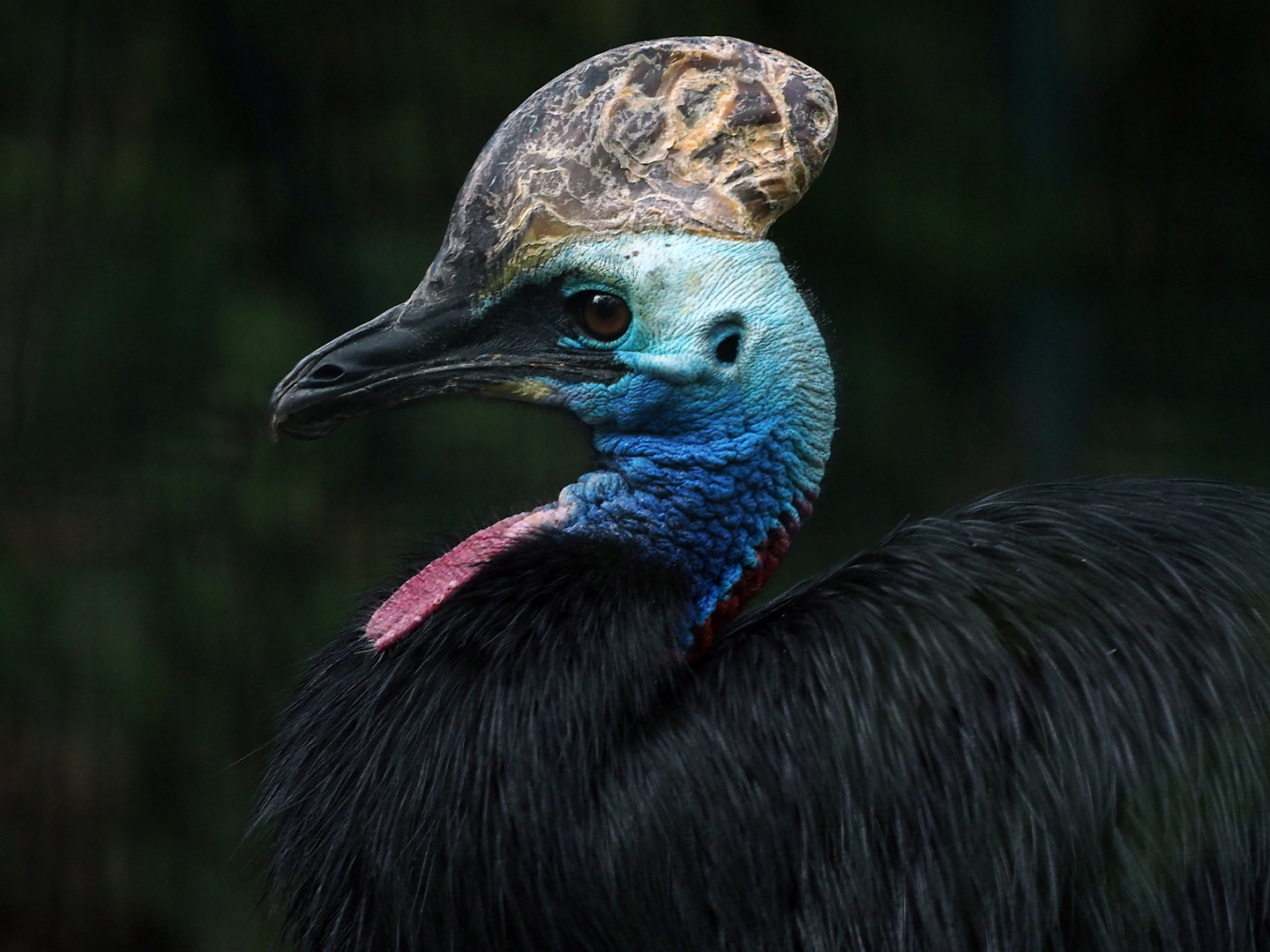 Helm Kasuar (Casuarius casuarius)