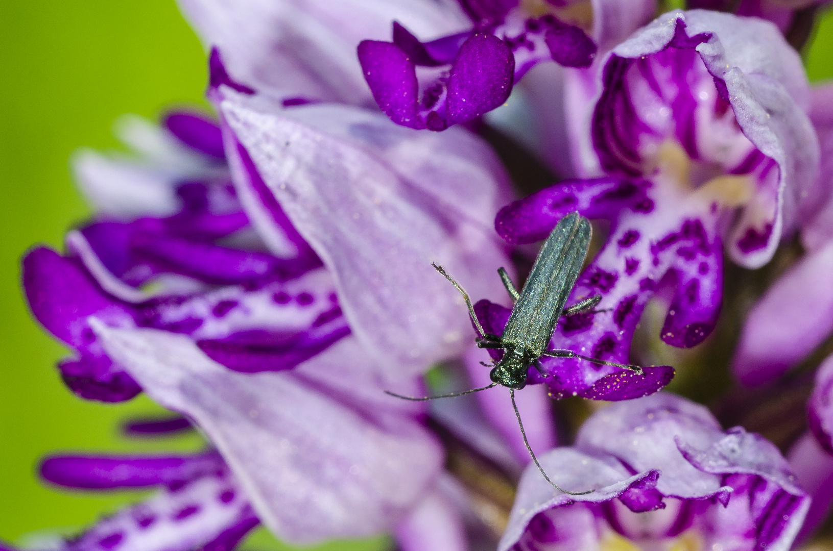 Helm-Knabenkraut mit Bestäuber, (Orchis militaris)