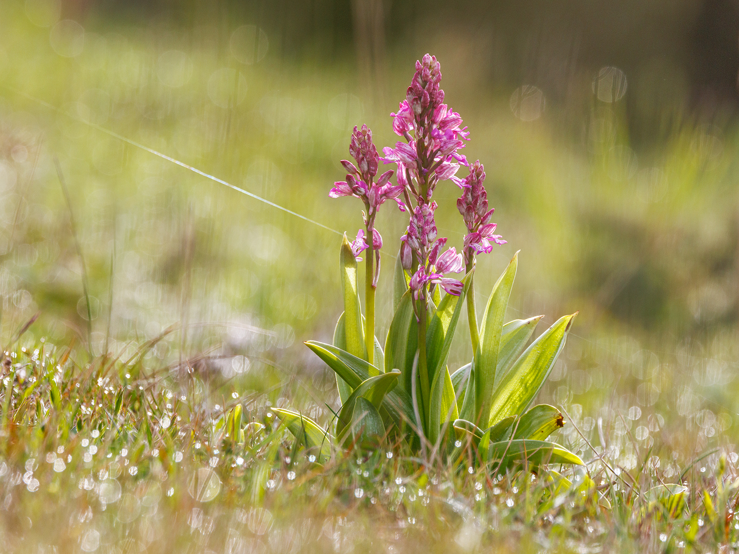 Helm-Knabenkraut ( orchis mascula )