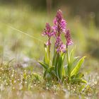 Helm-Knabenkraut ( orchis mascula )