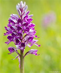 Helm-Knabenkraut (Orchis militaris) .